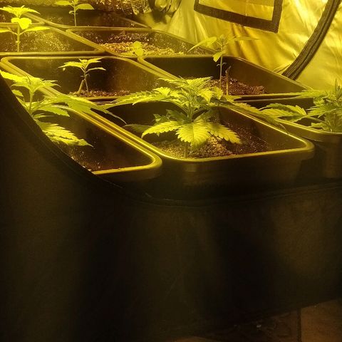 Adolf #1 growlog timeline photo