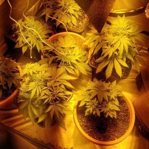 Adolf #1 growlog timeline photo