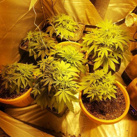 Adolf #1 growlog timeline photo