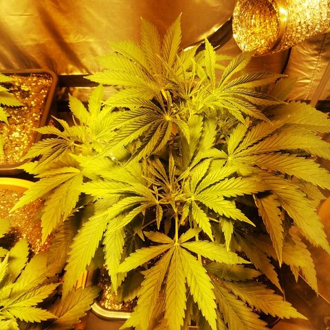 Adolf #1 growlog timeline photo