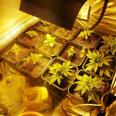 Adolf #1 growlog timeline photo