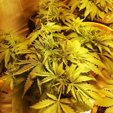 Adolf #1 growlog timeline photo