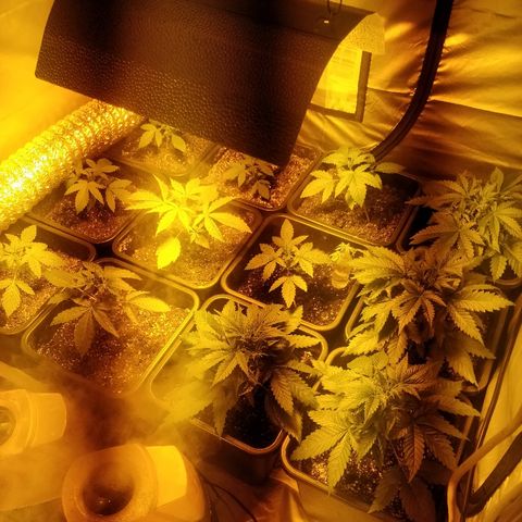 Adolf #1 growlog timeline photo