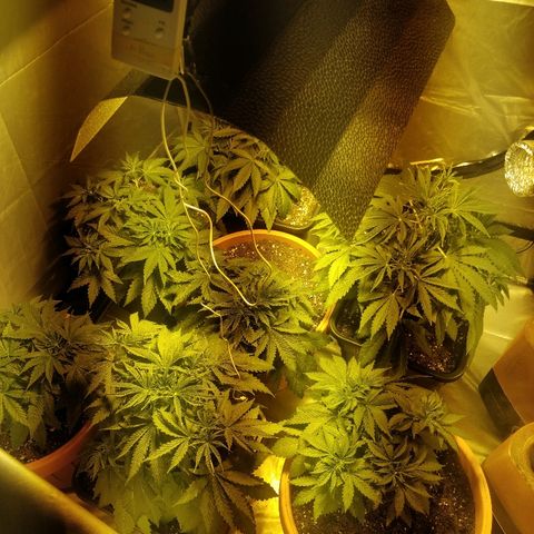 Adolf #1 growlog timeline photo