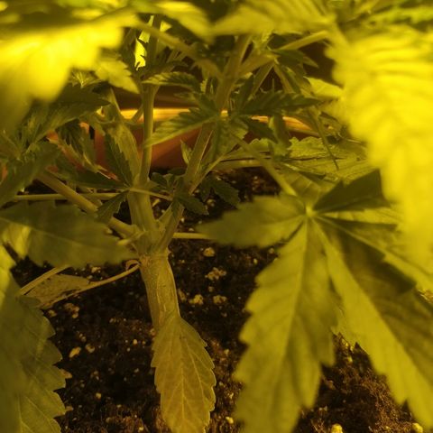 Adolf #1 growlog timeline photo