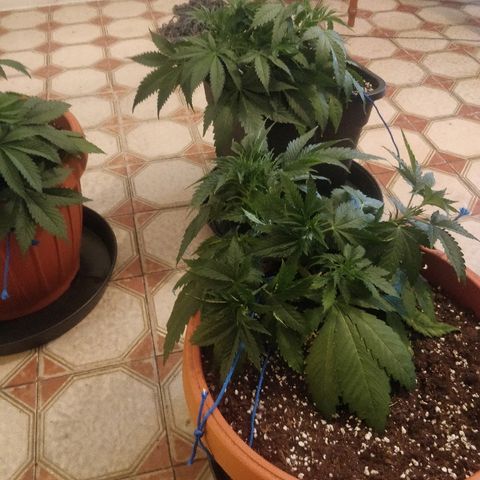 Adolf #1 growlog timeline photo
