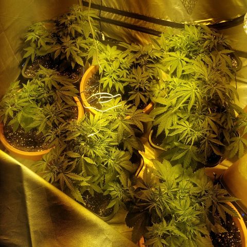 Adolf #1 growlog timeline photo
