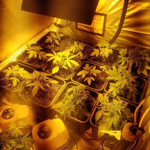 Adolf #1 growlog timeline photo