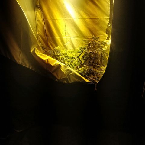 Adolf #1 growlog timeline photo