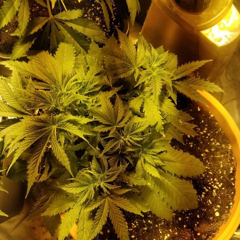 Adolf #1 growlog timeline photo