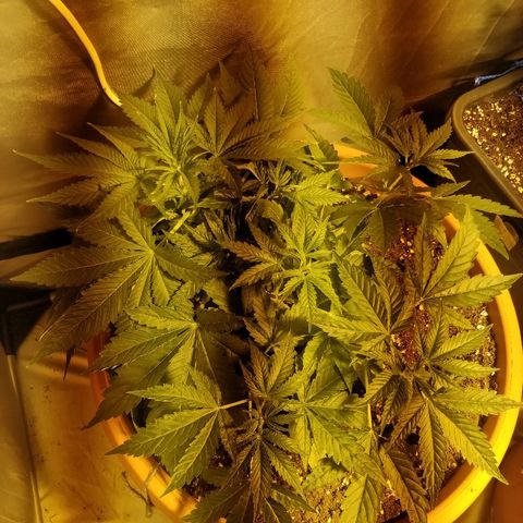 Adolf #1 growlog timeline photo