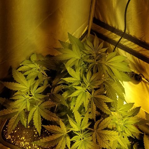 Adolf #1 growlog timeline photo