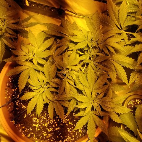 Adolf #1 growlog timeline photo