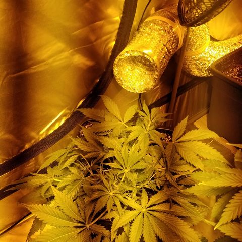 Adolf #1 growlog timeline photo