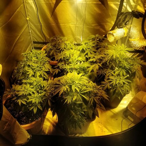 Adolf #1 growlog timeline photo