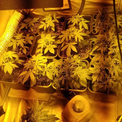 Adolf #1 growlog timeline photo