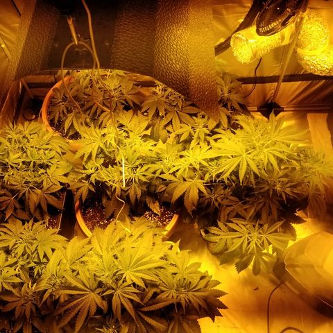 Adolf #1 growlog timeline photo