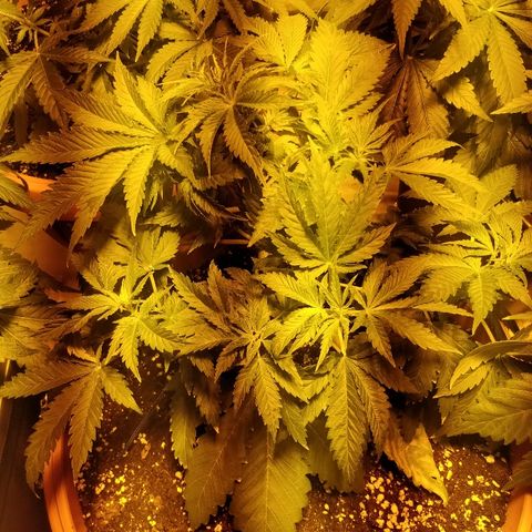 Adolf #1 growlog timeline photo