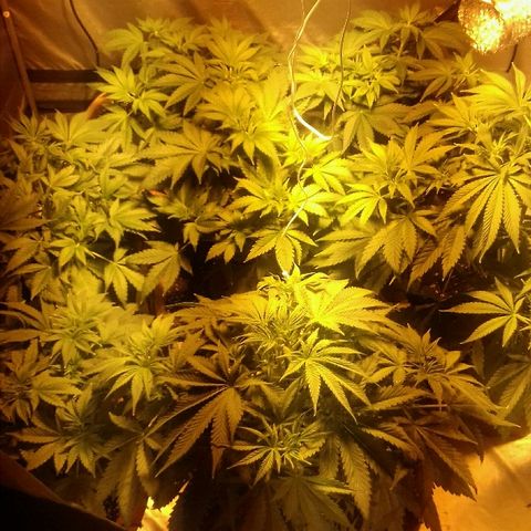 Adolf #1 growlog timeline photo