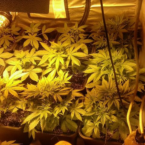 Adolf #1 growlog timeline photo