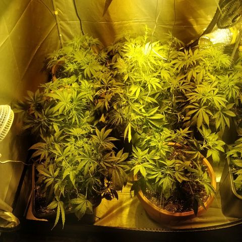 Adolf #1 growlog timeline photo