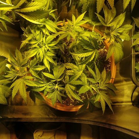 Adolf #1 growlog timeline photo
