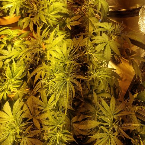 Adolf #1 growlog timeline photo