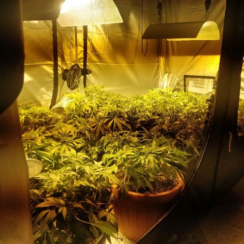 Adolf #1 growlog timeline photo
