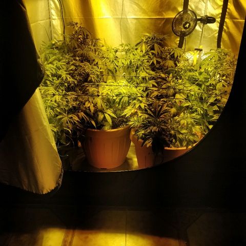 Adolf #1 growlog timeline photo