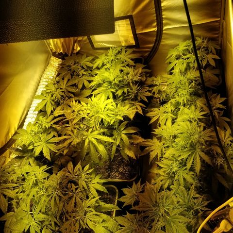 Adolf #1 growlog timeline photo