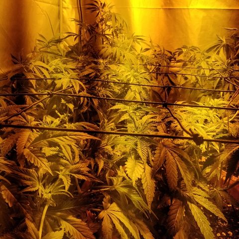Adolf #1 growlog timeline photo