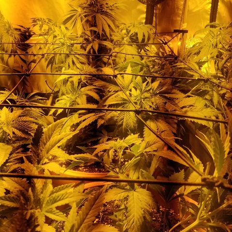 Adolf #1 growlog timeline photo