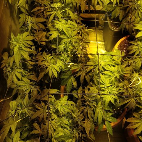 Adolf #1 growlog timeline photo