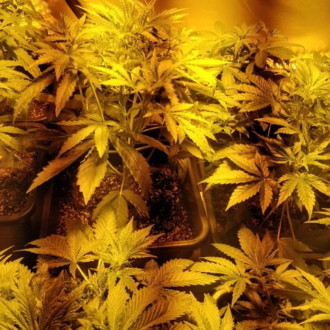 Adolf #1 growlog timeline photo