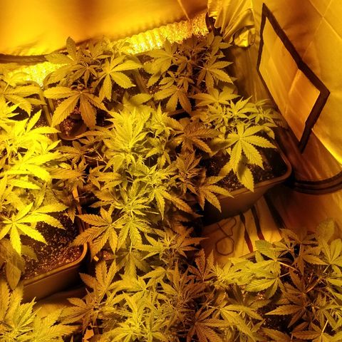 Adolf #1 growlog timeline photo