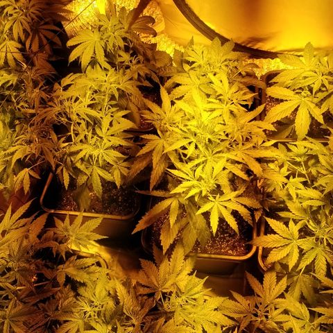 Adolf #1 growlog timeline photo