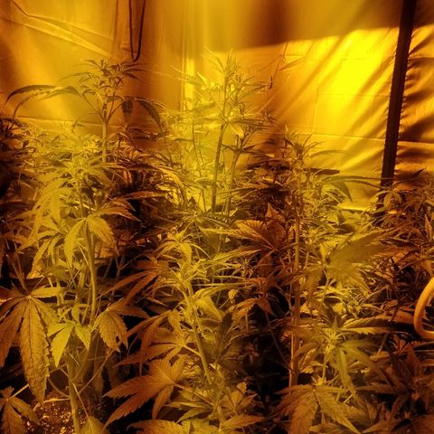 Adolf #1 growlog timeline photo