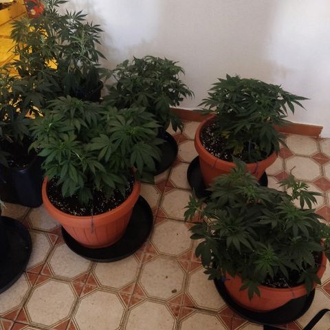Adolf #1 growlog timeline photo