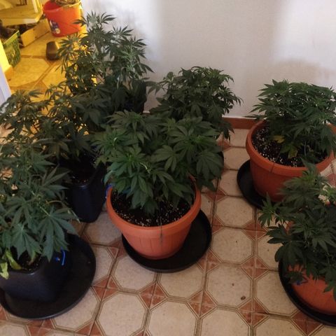 Adolf #1 growlog timeline photo