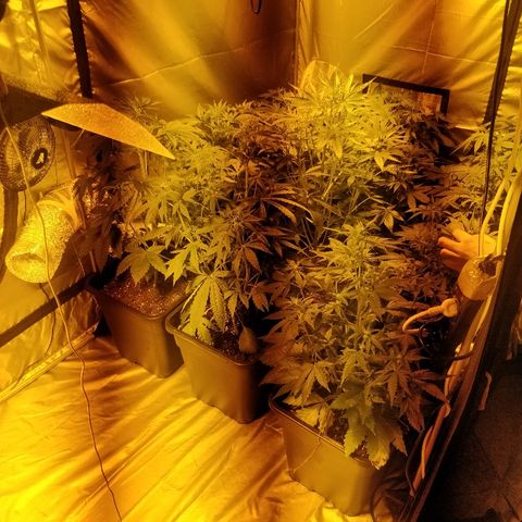 Adolf #1 growlog timeline photo