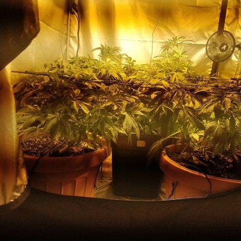 Adolf #1 growlog timeline photo