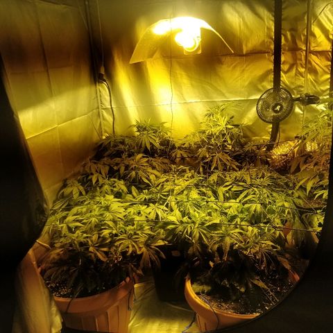 Adolf #1 growlog timeline photo