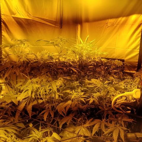 Adolf #1 growlog timeline photo