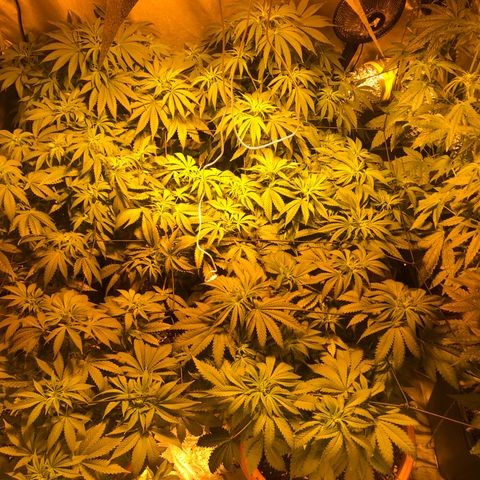Adolf #1 growlog timeline photo