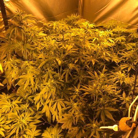Adolf #1 growlog timeline photo