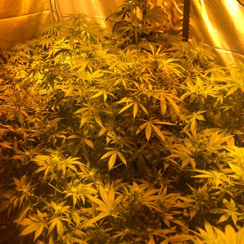 Adolf #1 growlog timeline photo