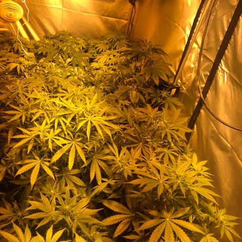 Adolf #1 growlog timeline photo