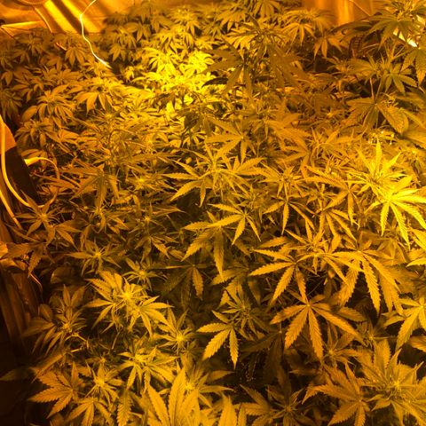 Adolf #1 growlog timeline photo