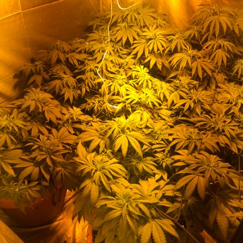 Adolf #1 growlog timeline photo