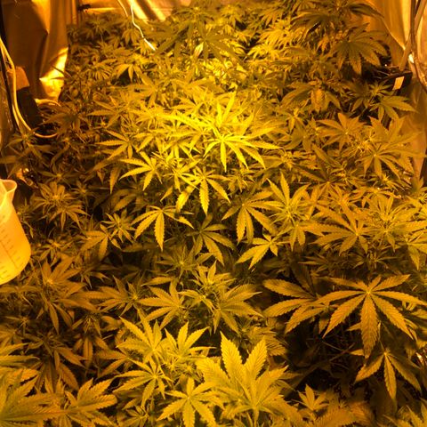 Adolf #1 growlog timeline photo